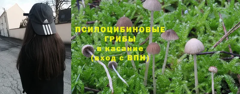 это состав  Сафоново  Галлюциногенные грибы Psilocybe  кракен ТОР 